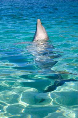 Bir şişe burunlu yunus, Binom adı Tursiops Truncatus, Bilimsel sınıflandırma: Kingdom Animalia, Phylum Chordata, Class Mammalia, Order Cetacea, Family Delphinidae, Genus Tursiops, Tür T. Truncatus, Island Roatan, Country Honduras