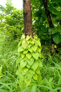 In monsoon climbing plants climb on tree trunks in the forest Asangaon road  clipart