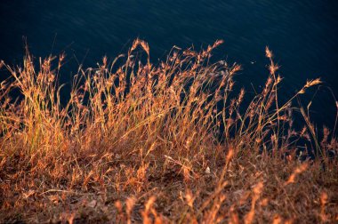 Dry grass at ahmadnagar Maharashtra India Asia clipart