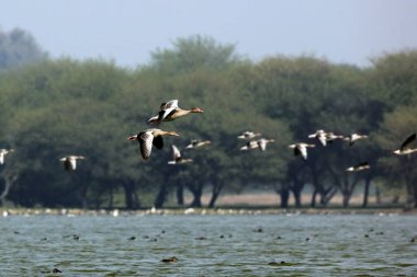 Gri-lag kaz Thol Gölü, Gujarat, Hindistan, Asya 