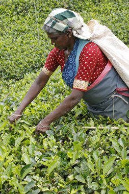 Çay bahçesi, Nuwara Eliya, tepe kasabası, Sri Lanka 