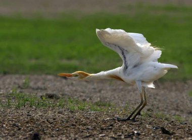 Rajasthan Hindistan 'da sığır balıkçılığı 