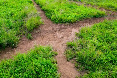 Footway four way, mud path with greenery, Sanjay Gandhi National Park, Borivali, Bombay Mumbai, Maharashtra, India  clipart