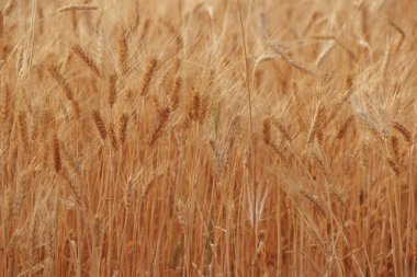 buğday alan hasat için hazır