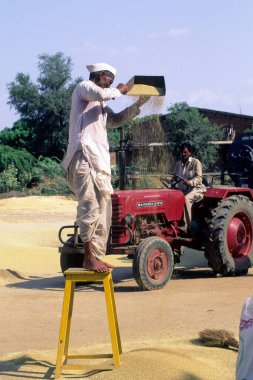 Bajra, Modhera, Gujarat, Hindistan 'ı harmanlayan İnsanlar