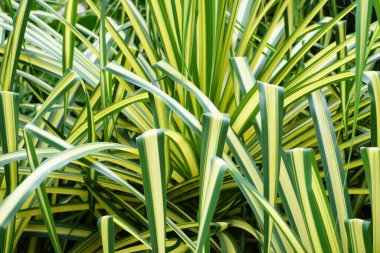 Yeşil sınır çizgileri olan sarı, Spider Airplane tesisi, Chlorophytum comosum 