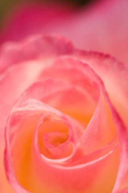 Gül çiçeği Pune Maharashtra Hindistan Asya  