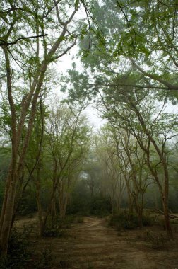 Batı Bengal Kalküta Ormanı Hindistan Asya 