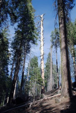 Mariposa Grove, Amerika Birleşik Devletleri. 