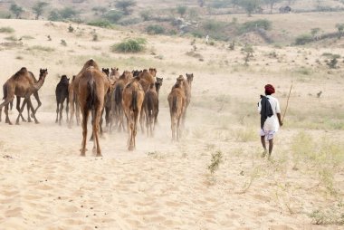 Man with camels, pushkar, rajasthan, india, asia clipart