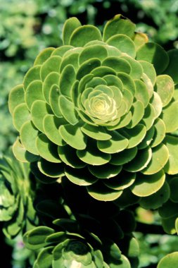 Hindistan, yaz bahçesinde yeşil çiçekler