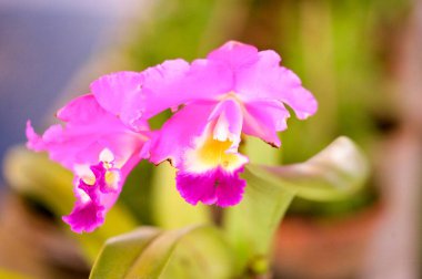 Çiçek numunesi tereti Vanda orkidelerini terk etti, Kalküta, Batı Bengal, Hindistan