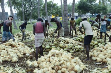 Hindistan cevizlerini, dindigul, Tamil nadu, Hindistan, Asya 'yı söken adamlar. 