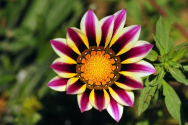 Gazania Çiçekleri Craignano Shimla Himachal Pradesh Hindistan Asya