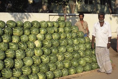 Karpuz satıcısı, kerala, Hindistan
