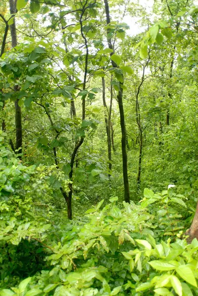 stock image Deep forest in monsoon period place tansa lake, district Thane, Maharashtra, India 