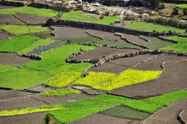 stock image Wheat farms at kausani bageshwar uttarakhand India Asia 