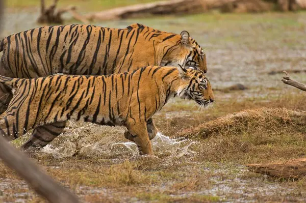 stock image Bengal Tiger in Ranthambhore national park, rajasthan, India, Asia