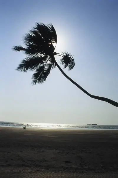 stock image Coconut tree on Murud Beach, Raigad District, Maharashtra, India, Asia