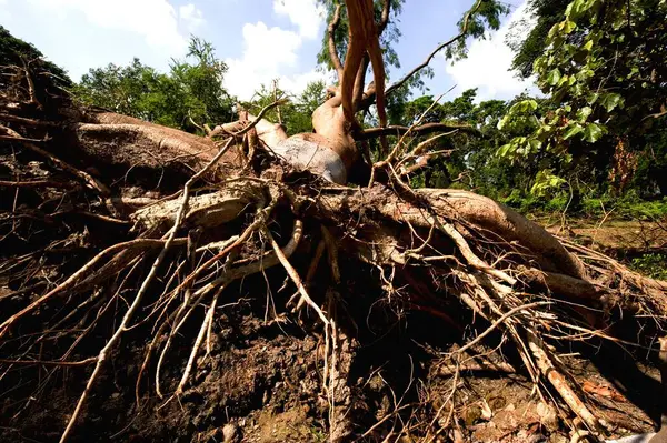 stock image Hurricane struck on trees at Ballygunge, Calcutta Kolkata, West Bengal, India 