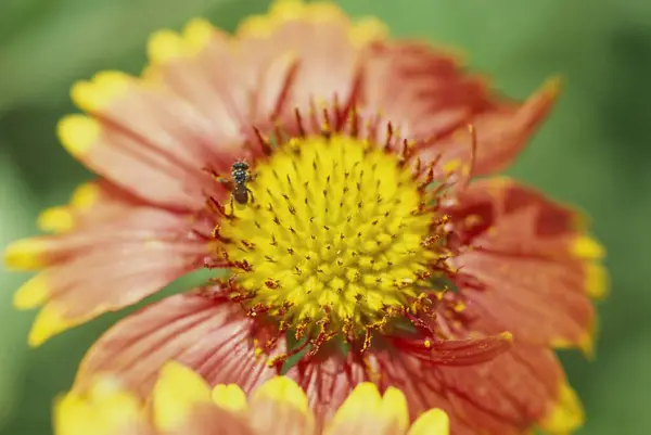 stock image Honey Bee on Gaillardia flowers Wirral flame, india