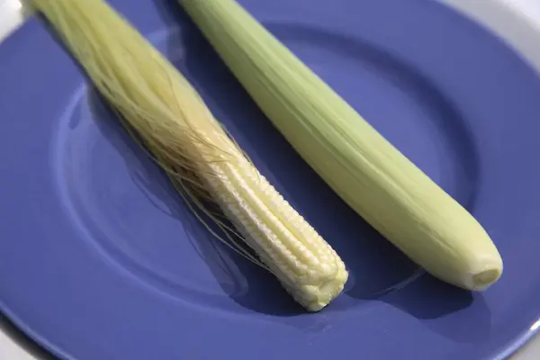 stock image Crop , Baby Corn kept in blue plate , Maize , Zea mays , Used in Salads or vegetables , India