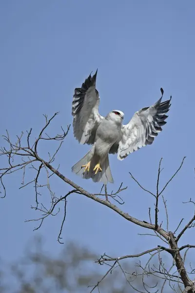 stock image Black shouldered Kite Elanus caeruleus in flight in Ranthambore national park 