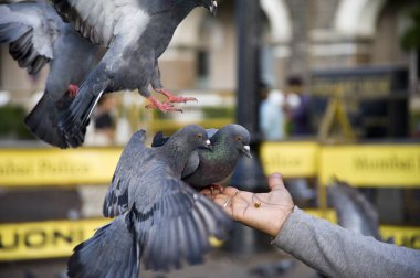 Hindistan 'da Mumbai' de uçan güvercin. 