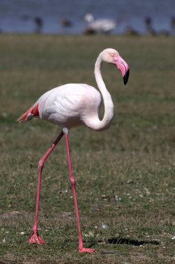 daha büyük flamingo, thol, Gujarat, Hindistan, Asya 