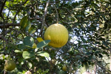 Meyveler, tatlı limon olarak adlandırılan batabi nebu Sabuz veya Sabuj ban, Birbhum, Bolpur, Shantiniketan, Batı Bengal, Hindistan 