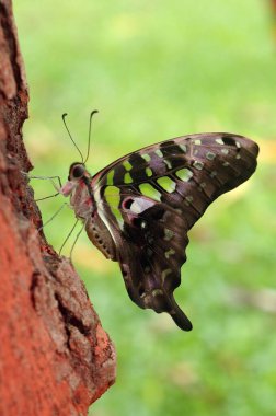 Insect, Tail Jay butterfly on tree bark, at Sanjay Gandhi National Park, Borivali, Bombay Mumbai, Maharastra, India  clipart