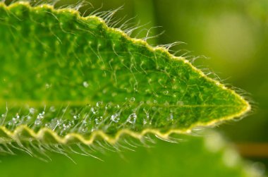 Karvi yaprakları, Satara, Maharashtra, Hindistan, Asya