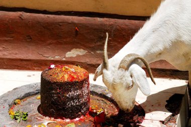 Goat near Shivaling at Ambajogai temple Parbhani district at Beed, Maharashtra, India  clipart