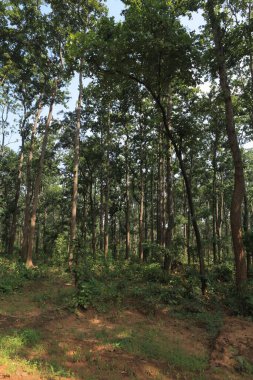 Dense forest, bastar, chhattisgarh, india, asia  clipart