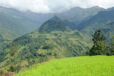 Çayır manzarası, Ghoripani, Nepal