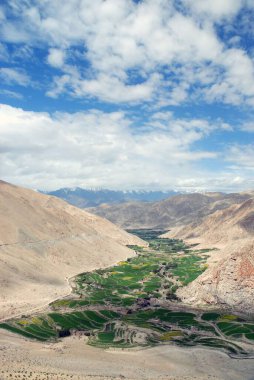 Sankar köyü hardal ve buğday yetiştiriciliği; Sankar; Leh; Ladakh; Jammu ve Kashmir; Hindistan