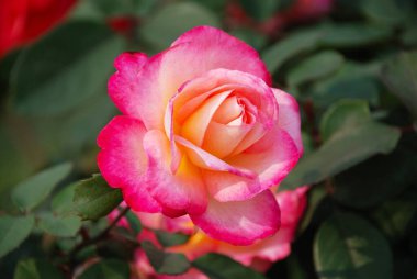 Yaz bahçesinde pembe kırmızı güller