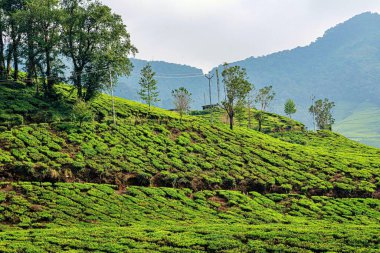 Tea garden, Coonoor, Tamil Nadu, India. clipart