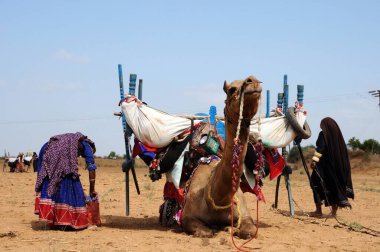 Çingene kabile kadınları deve, Kutch, Gujarat, Hindistan 'da ev eşyaları taşıyorlar.  