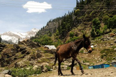Vadideki katır, Kaşmir, Jammu ve Kaşmir, Hindistan 