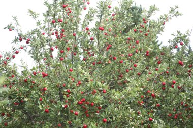 Meyveler, bahçede kırmızı elmalı ağaç. 