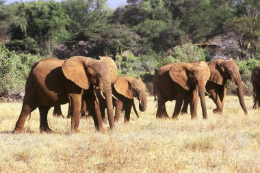 Fil dişçisi Elephas Maximums, Hindistan 'ı duymuş muydun?