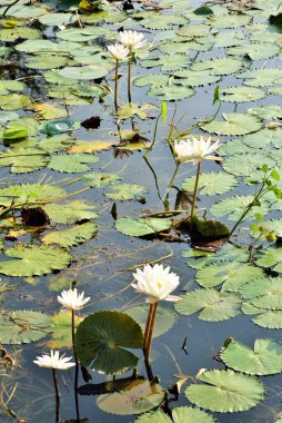 Gölette beyaz nilüfer çiçekleri, Bhadeli, Valsad, Gujarat, Hindistan, Asya