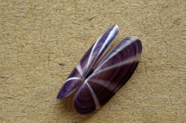 Devbagh sahilinden deniz kabuğu sindhudurg, Maharashtra, Hindistan, Asya