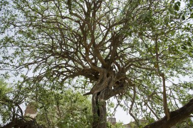 Nidhivan 'daki ağaç, Vrindavan, uttar pradesh, Hindistan, Asya