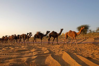 Pushkar deve fuarı için yürüyen deve sürüsü; Puşkar; Rajasthan; Hindistan