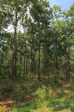 Yoğun orman, bastar, chhattisgarh, Hindistan, Asya 