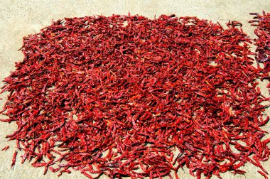 Kırmızı biberler güneşte kurutuluyor