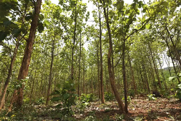 stock image Teak wood plantations at ananthagiri hills ; Araku Valley ; Vishakhapatnam ; Andhra Pradesh ; India