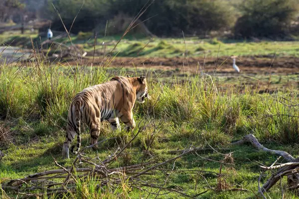 stock image Royal Bengal tiger, Tadoba Wildlife Sanctuary, Maharashtra, India, Asia